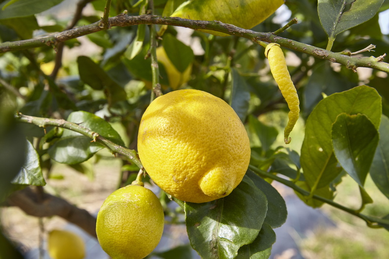 Vor der Ernte der Zitronen