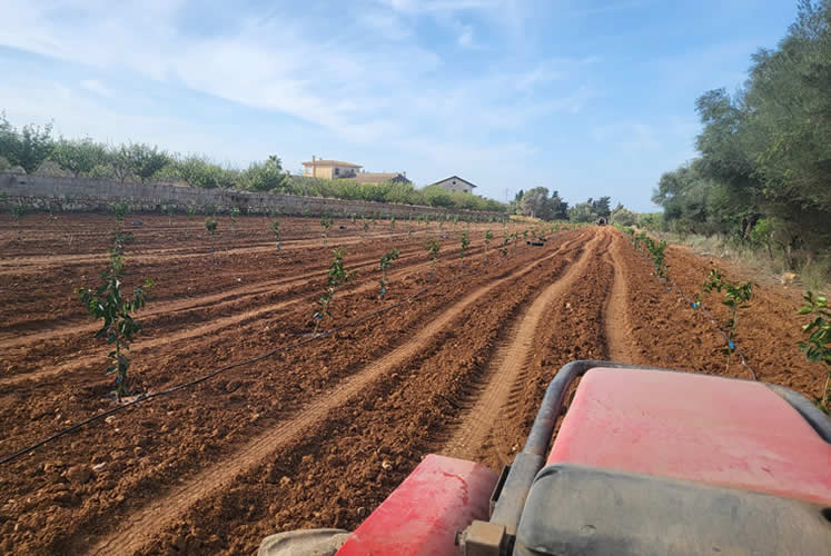 A new orange field on Mallorca