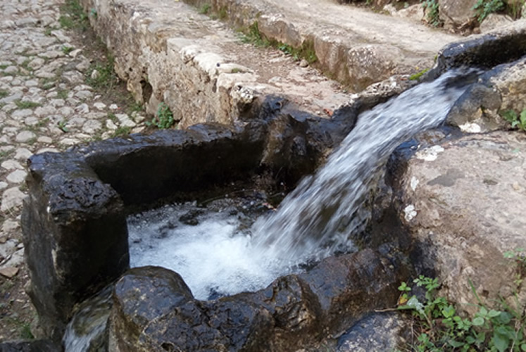 El agua para nuestra plantación proviene de las fuentes de montaña
