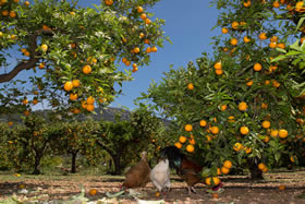 Idyllisch: Freilaufende Hühner unter den Orangenbäumen