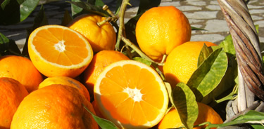 Naturbelassene Orangen frisch aus Mallorca