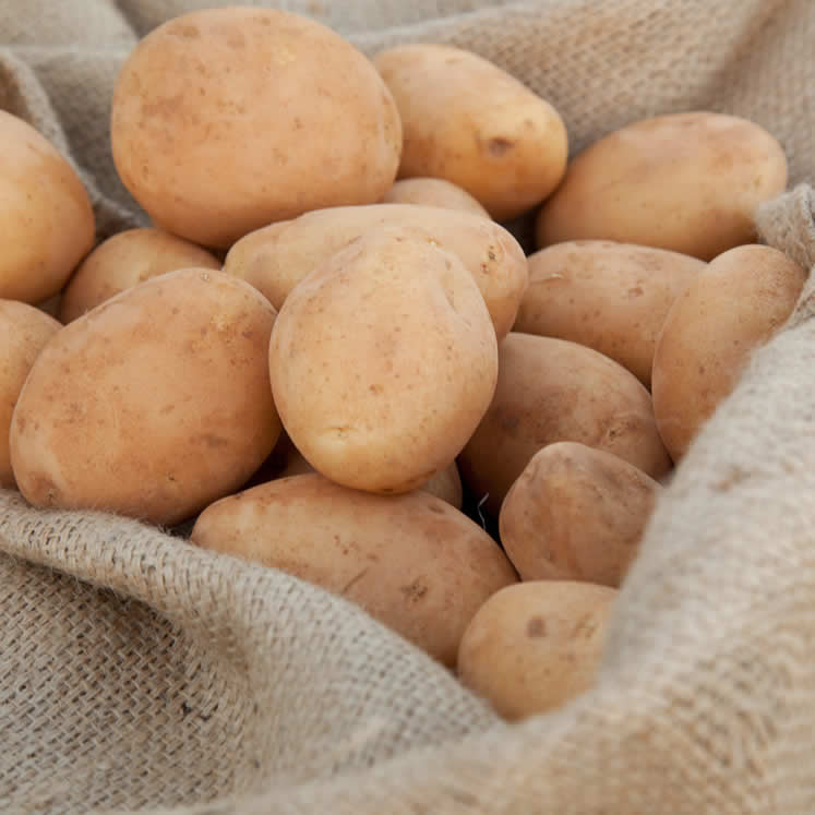 Freshly harvested potatoes from Mallorca