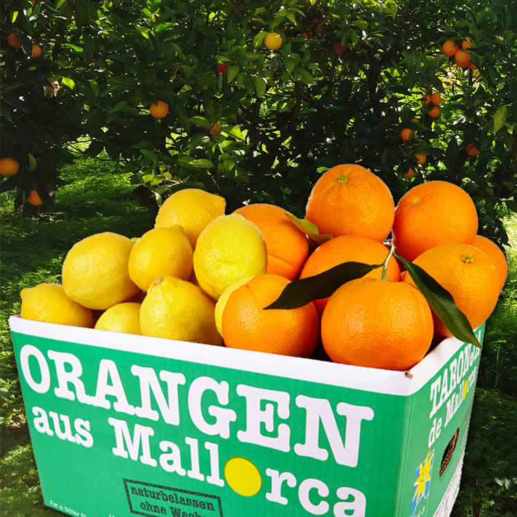 Suscripción Naranjas y Limones 8 x 10KG