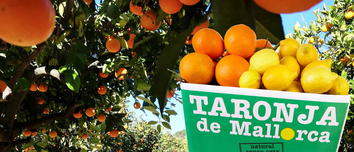 Mischkiste Orangen und Zitronen aus Sóller/Mallorca 10kg