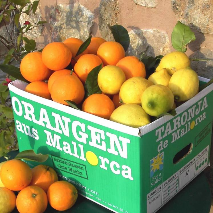 Cagette mixte d'oranges et de citrons 10kg