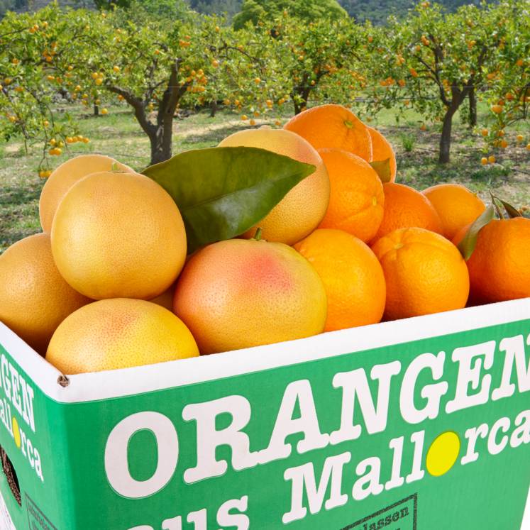 Naranjas y pomelos caja de 10kg