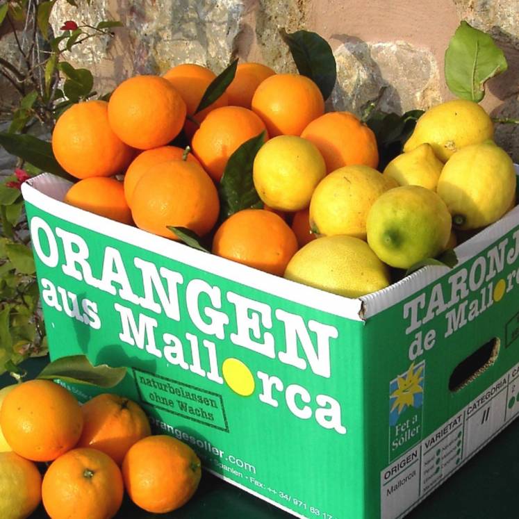 Cagette mixte d'oranges Valencia et Peret et de citrons 10kg
