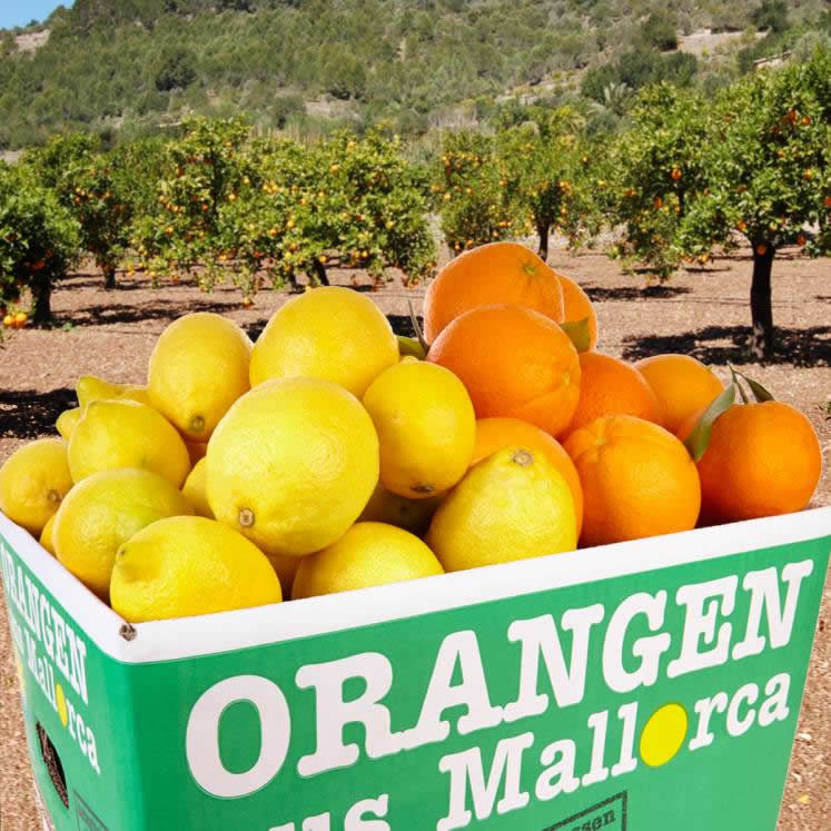 Cagette mixte d\\'oranges Peret et de citrons 10kg