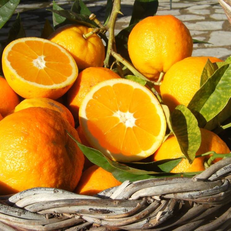 Oranges Canoneta cagette de 10 kg