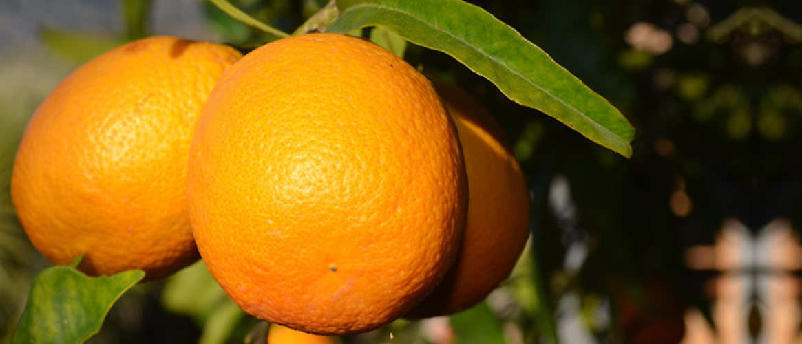 Oranges Peret 1 kg