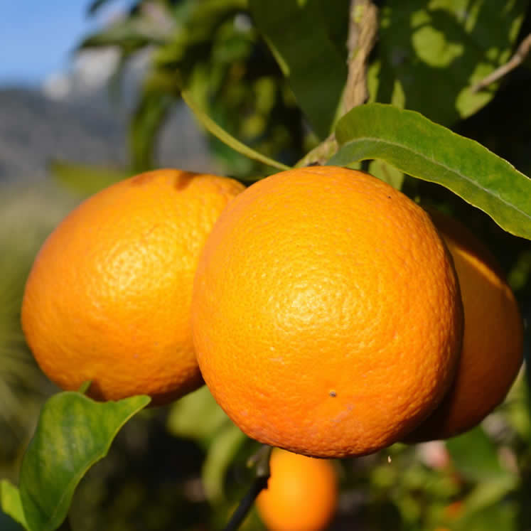Peret Orange aus Sóller  naturbelassen 10kg Kiste