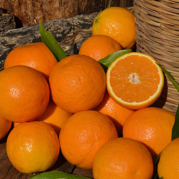 Orangen ValenciaLate aus Sóller 10kg Kiste Erntebeginn