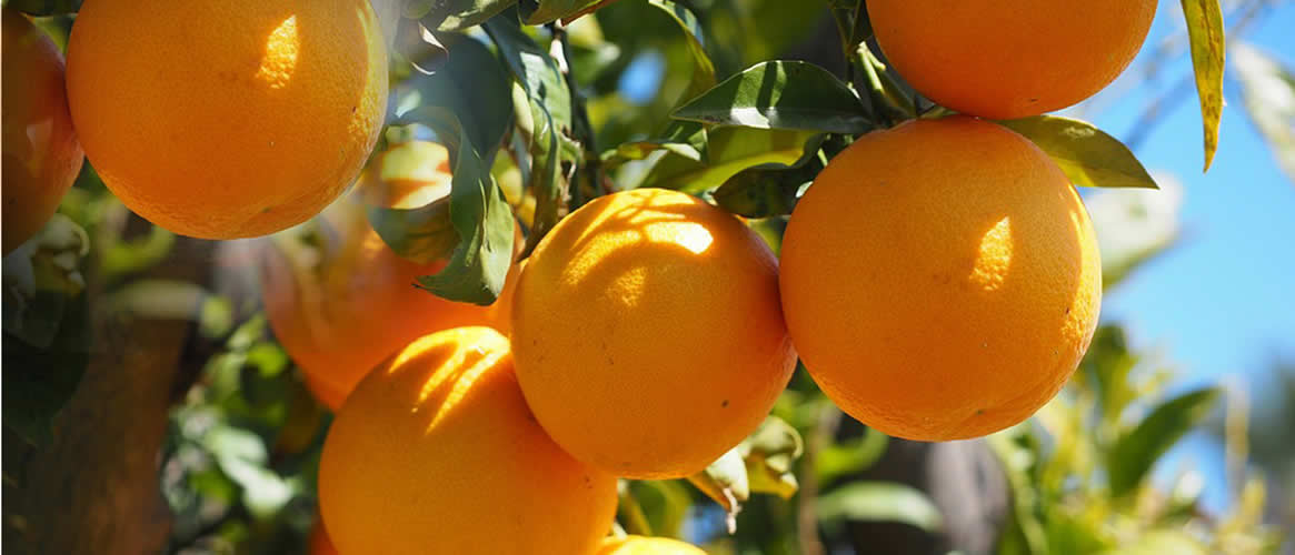 Orangen ValenciaLate aus Sóller  naturbelassen 10kg Kiste