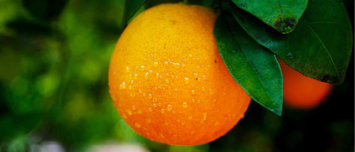 Canoneta Naranja de zumo 10 kg