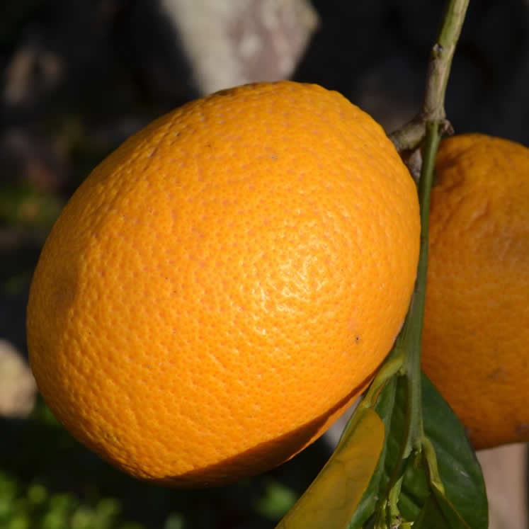 Peret oranges 1kg
