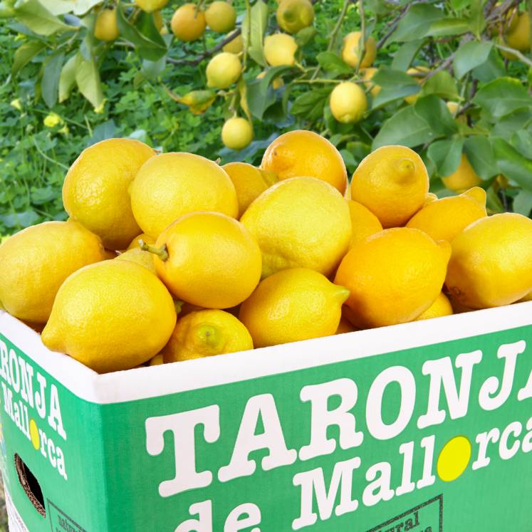 Zitronen aus Sóller/Mallorca naturbelassen 10kg Kiste