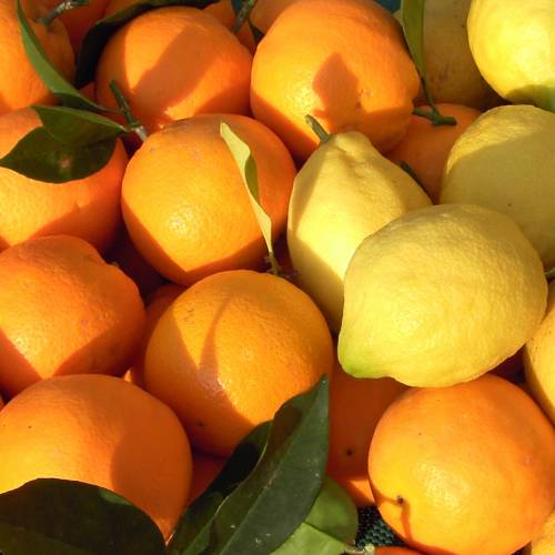 Natural, freshly harvested oranges, lemons and citrus fruits