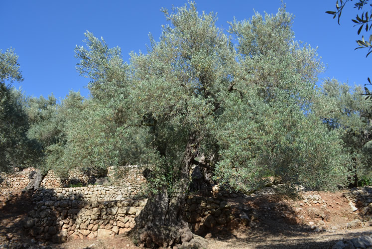 World Heritage Tramuntana with olive grove