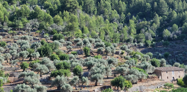 Mallorca im Mittelmeerklima: Ein wahrer Garten Eden